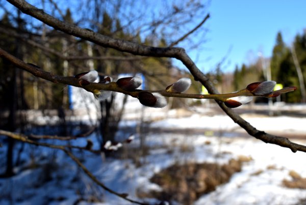 Художник Михаил Сатаров Весна подснежники