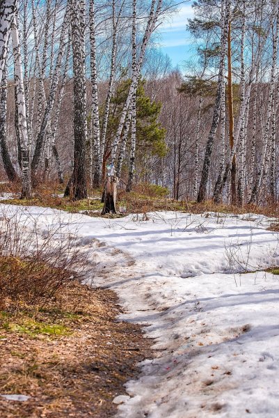 Весенний лес