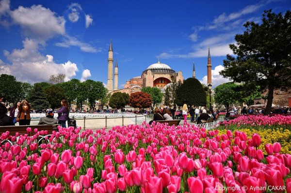 Стамбул фестиваль тюльпанов Султанахмет