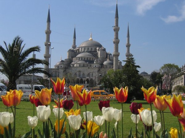 Стамбул мечеть и тюльпаны