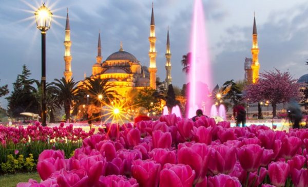 Стамбул Турция голубая мечеть тюльпаны