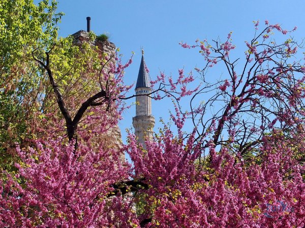 Иудино дерево Стамбул