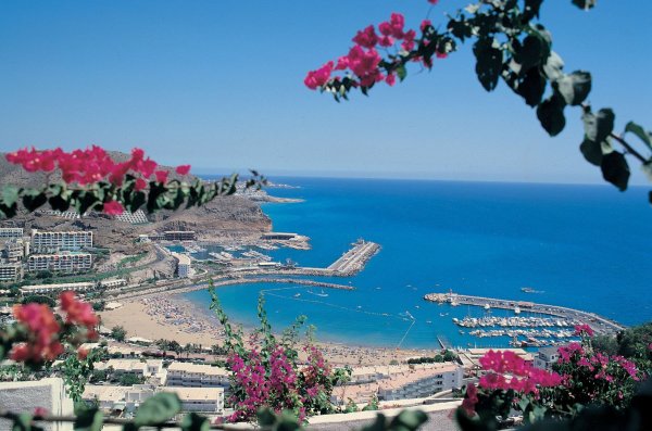 Гран-Канария Канарские острова цветы