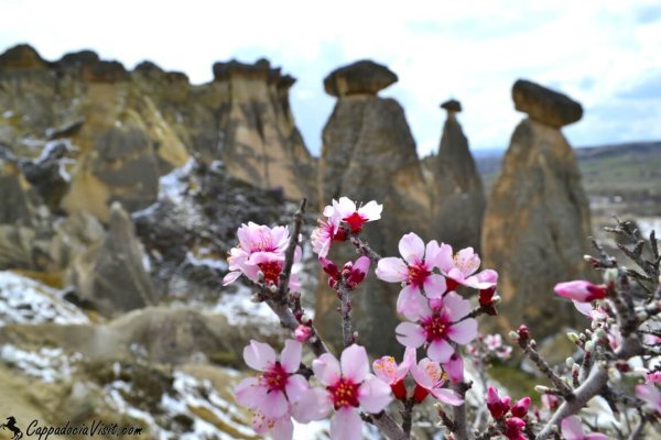 Цветение миндаля в Турции