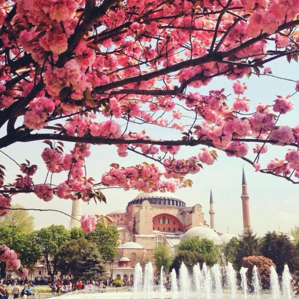 Стамбульская Сакура