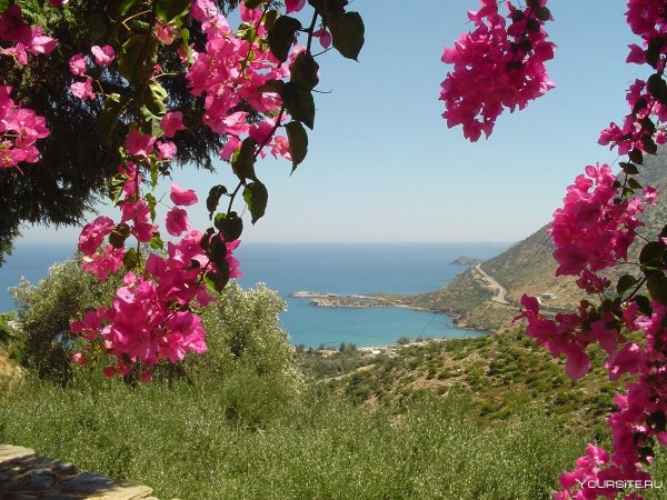 Босфор тюльпаны