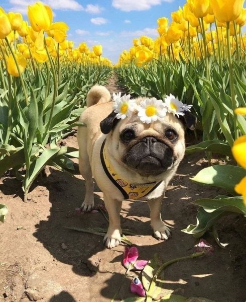 Мопс весной