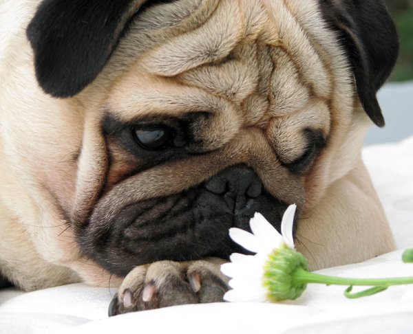 Приятный Мопс