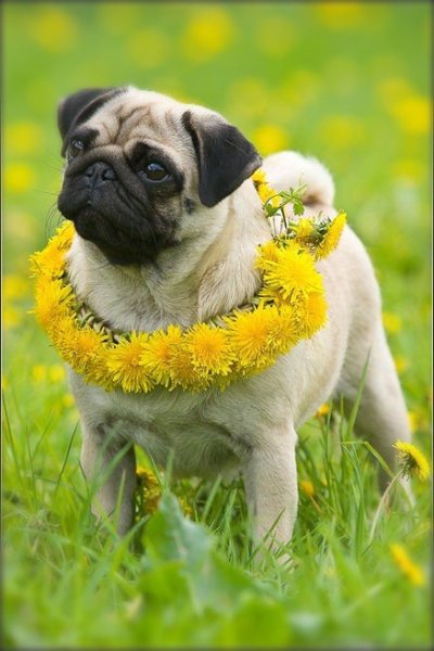 Весенний Мопс