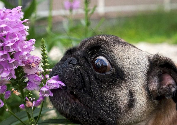 Мопс с цветами