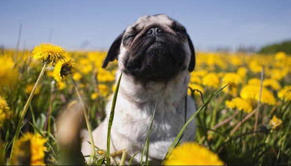 Мопс весной