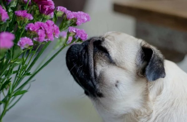 Мопс в тюльпанах