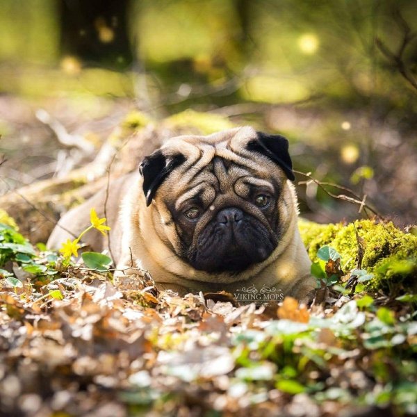 Тигровый Мопс