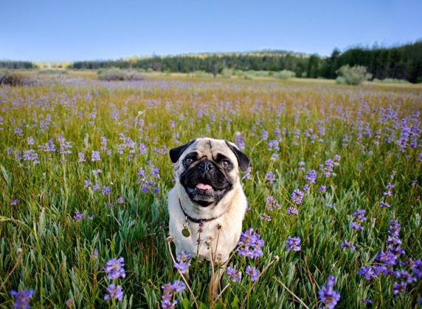 Мопс на природе