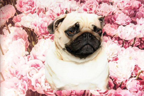 Мопс красивый