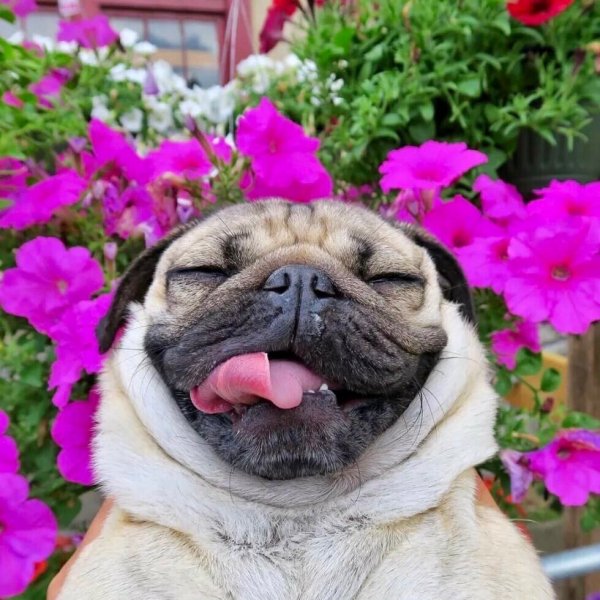 Мопс и цветы