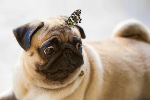 Мопс с бабочкой