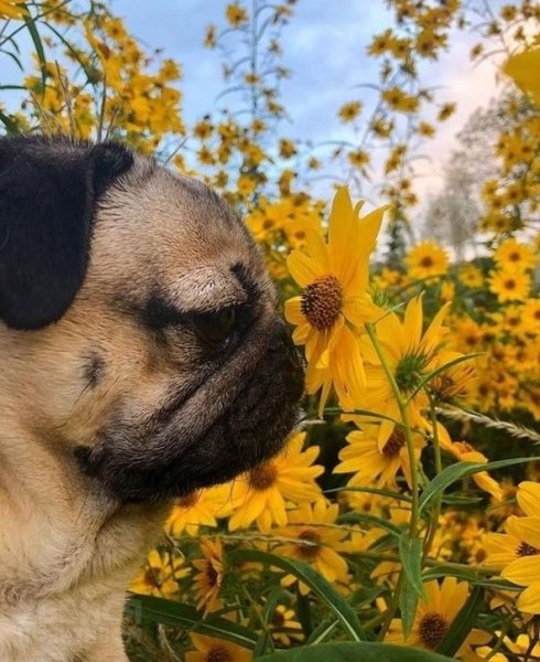 Желтый Мопс