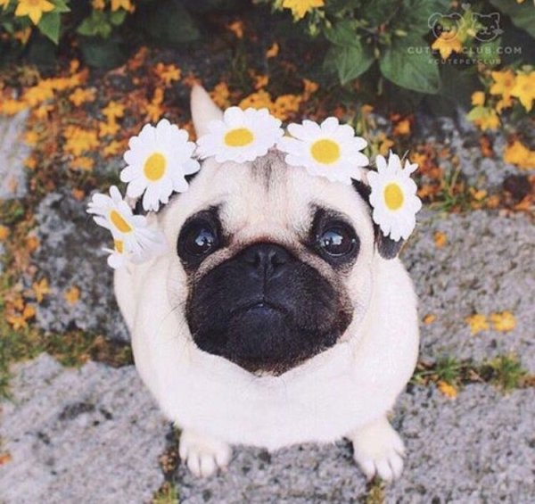 Эстетика мопсиков