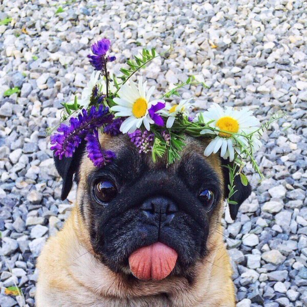 Мопсик в цветах