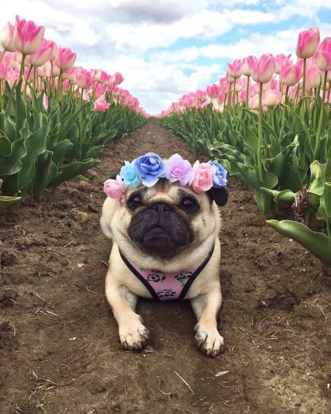 Весенний Мопс