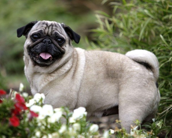 Терьерный Мопс