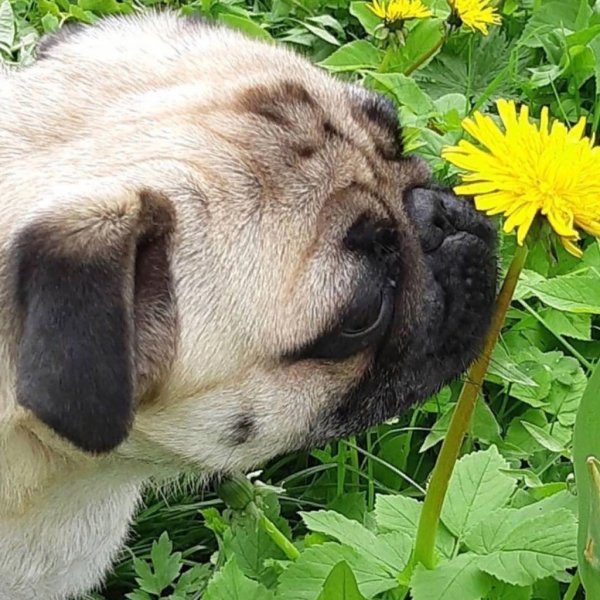 Весенний Мопс