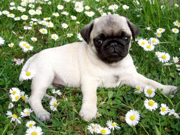 Мопс щенки маленькие белые