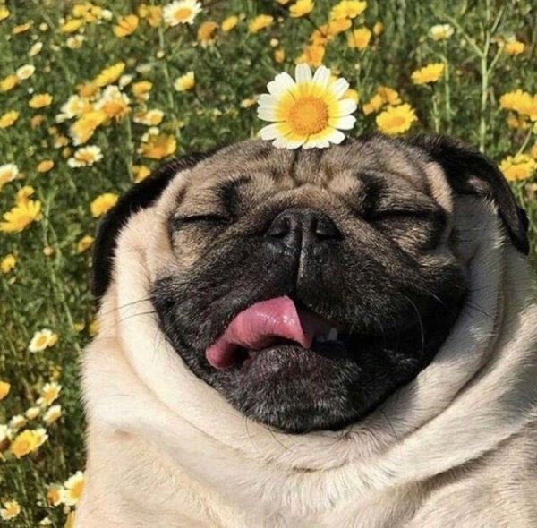 Мопс переросток