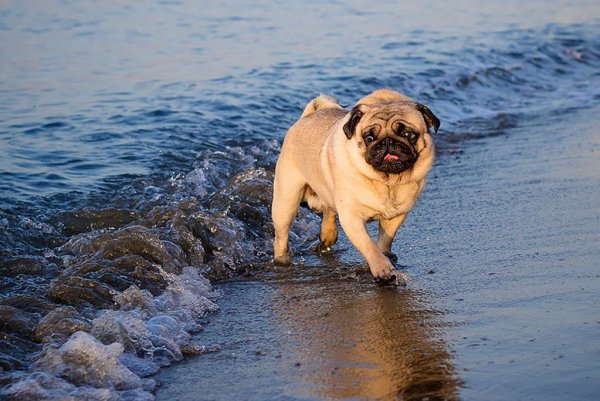 Грозный Мопс