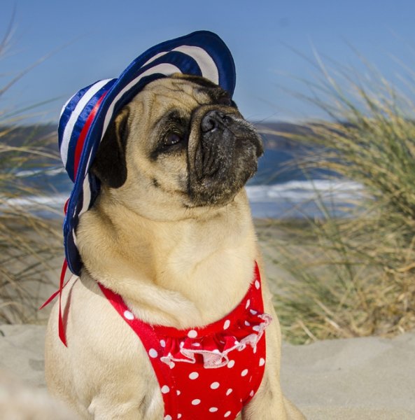 Зимний Мопс