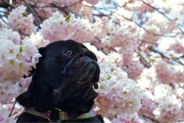 Мопс в тюльпанах