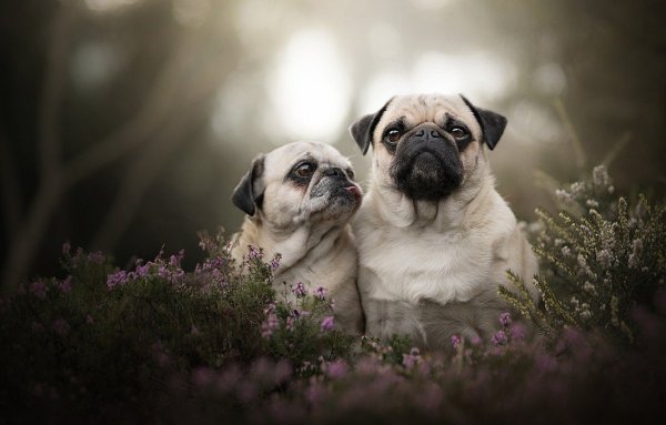 Мопс Мерлен