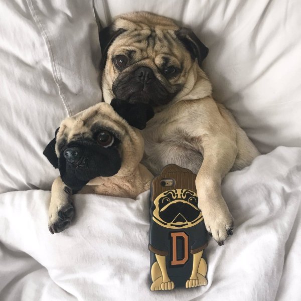 Пушистый Мопс