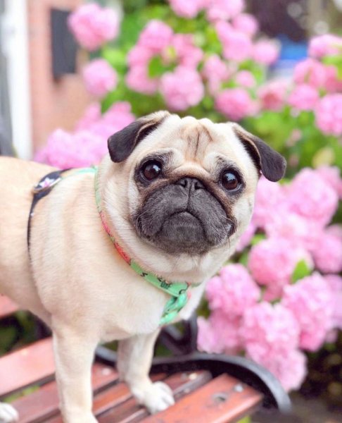 Собака Мопс большой