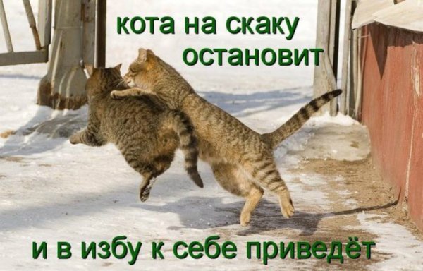 Про мартовских котов с юмором