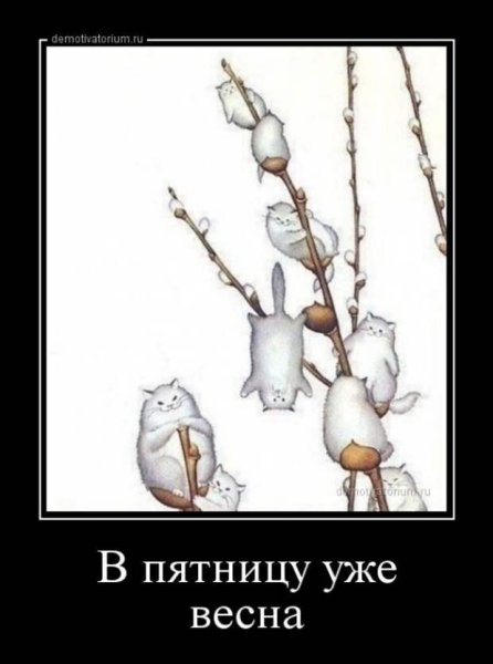 Верба из котиков