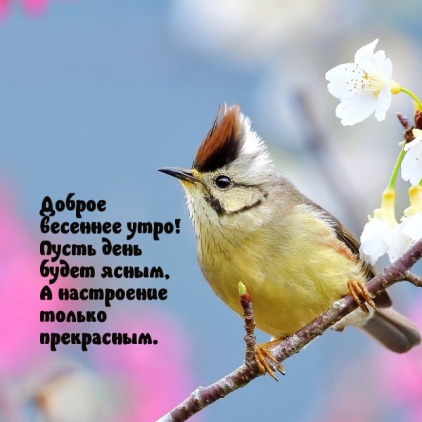Доброе утро с первым днем весны