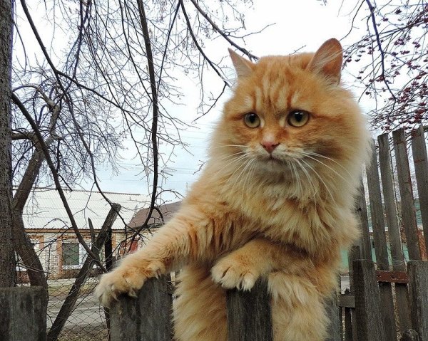 Весна ты где
