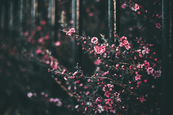 Растения Эстетика