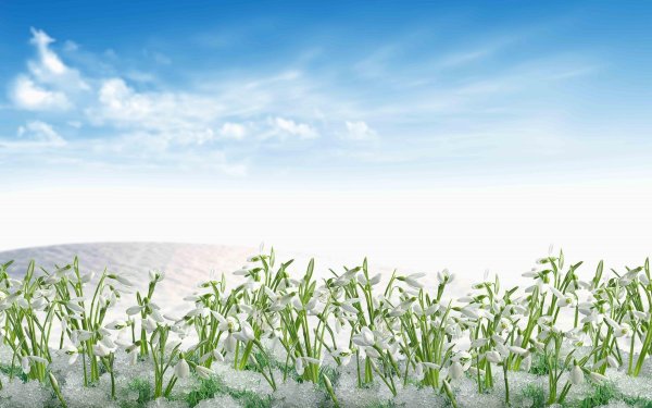 Фон с веточками