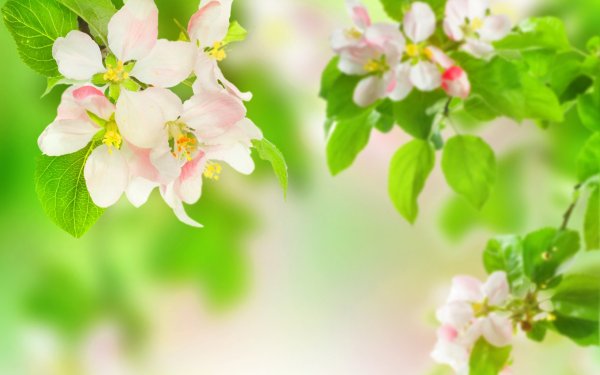 Весенняя листва