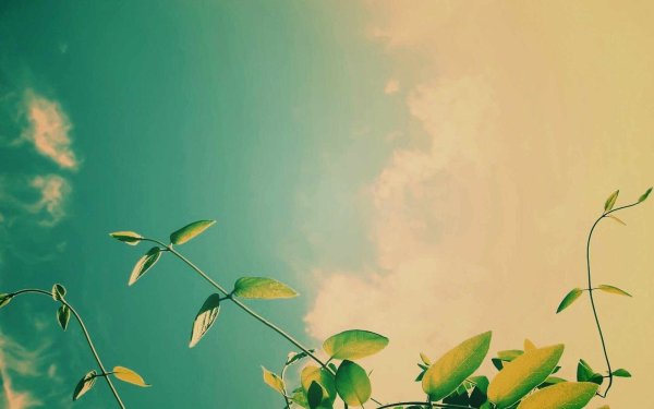 Весна тюльпаны солнце