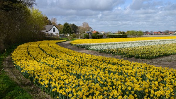 Весенний Амстердам