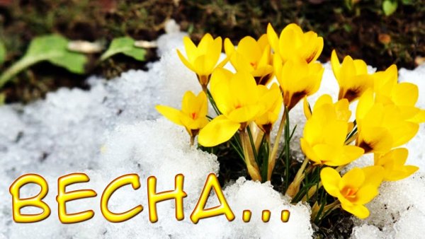 Подснежники прикол