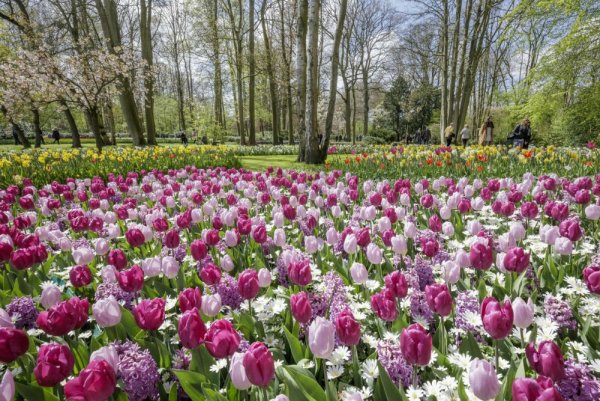 Парк «Кекенхоф» (Keukenhof) летом