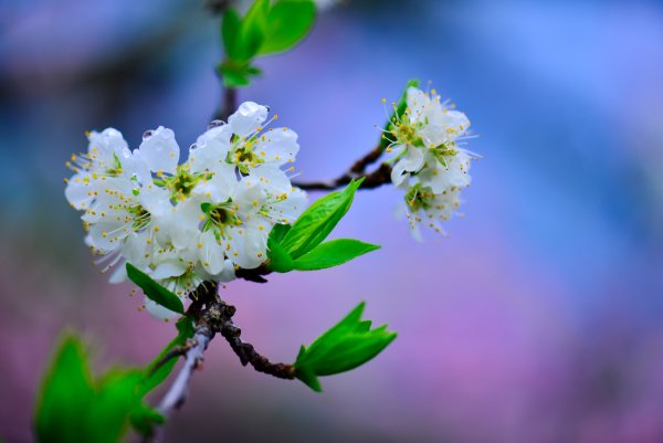 Красивая ветка