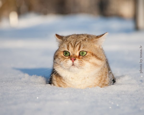 Приколы про зиму и весну