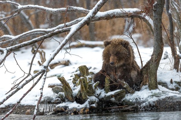 Звери ранней весной