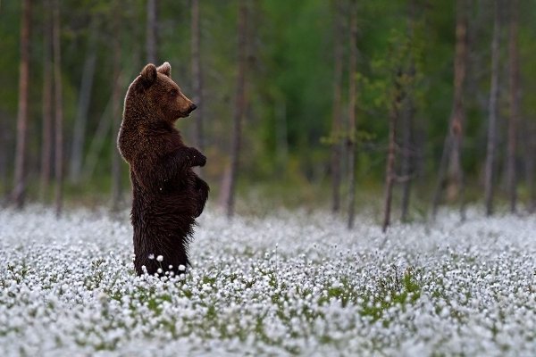 Медведь Весна